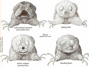 tardigrade