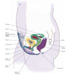 NOS SEXES SONT POLITIQUES - manuel illustré d'anatomie génitale - le planning familial